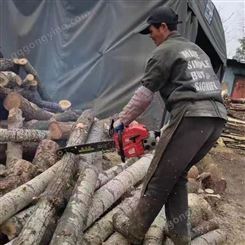 伐木工具大功率雅马哈9800二冲程砍树锯国产链条 便携式砍树机